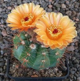 Notocactus ottonis janousekianus